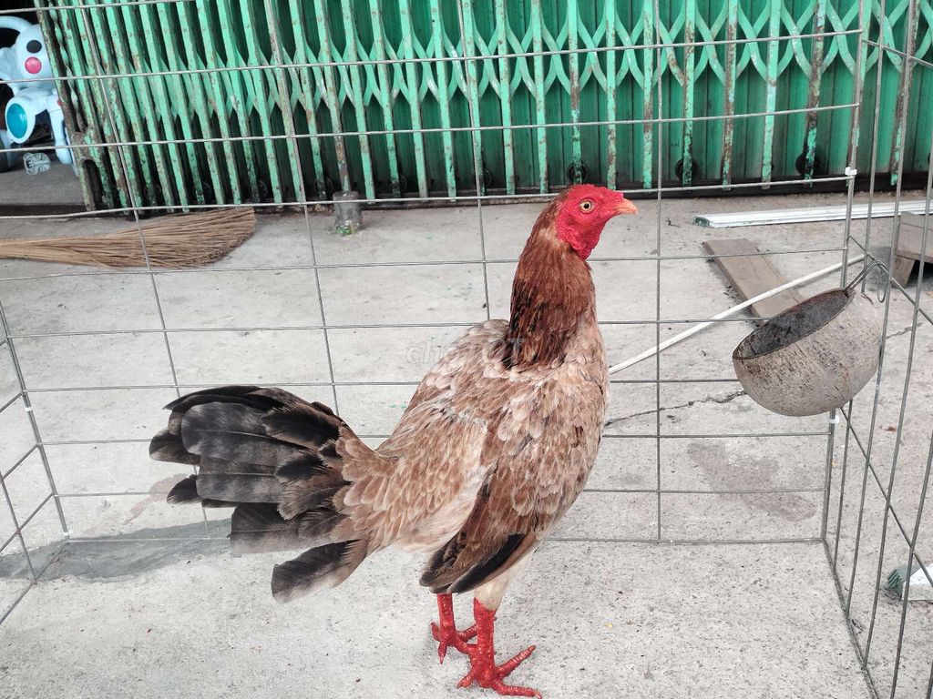 mã lại 1k3. Mua bán Gà tại Huyện Tri Tôn An Giang được đăng bởi thành Luân  hình 1