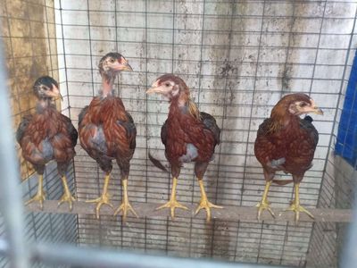 4 e mái nòi con 3 tháng. Mua bán Gà tại Thành phố Thủ Đức Tp Hồ Chí Minh được đăng bởi Sĩ