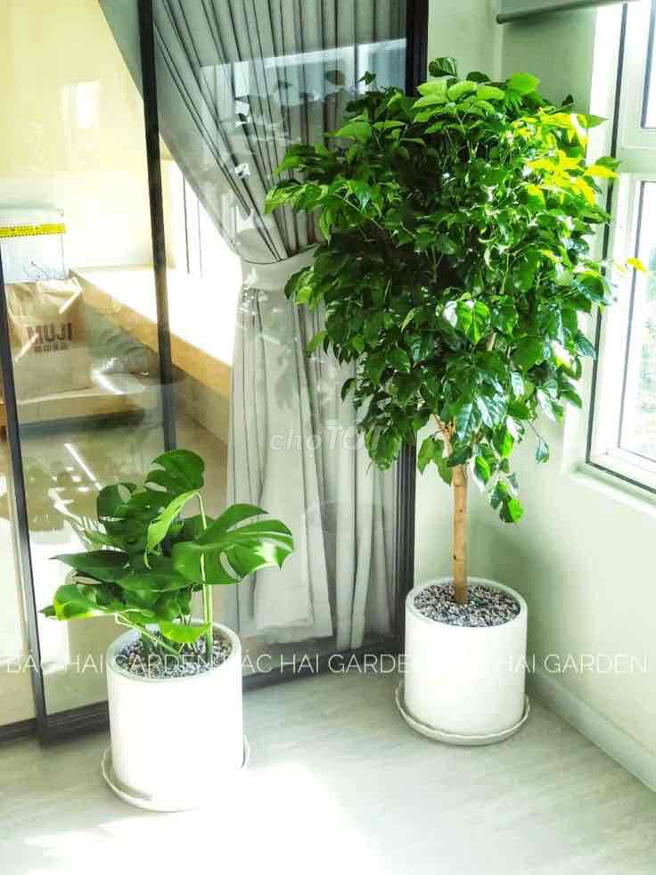 Cây Hạnh phúc thanh lọc không khí. Mua bán Cây cảnh, đồ trang trí tại Huyện Sông Lô Vĩnh Phúc được đăng bởi Nhà vườn Ngọc Trang hình 1