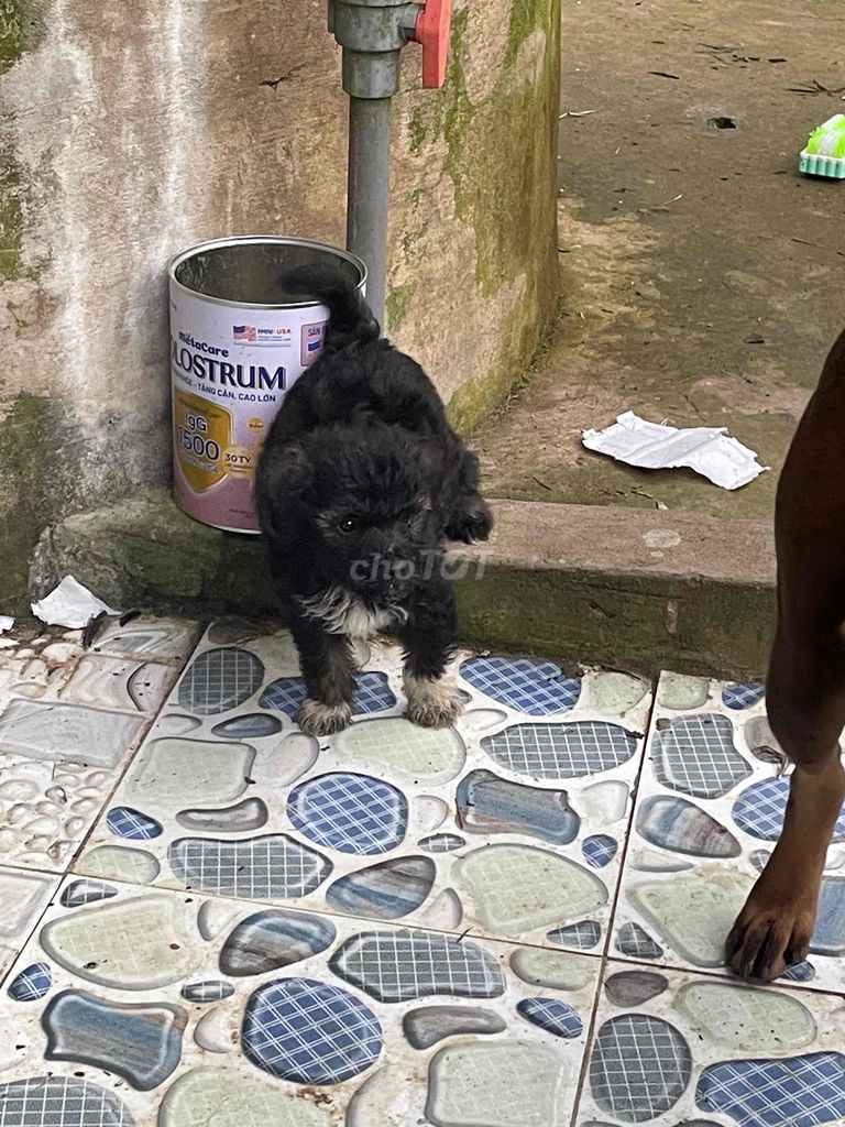 Chó Poodle cái 1 lứa. Mua bán Chó tại Huyện Châu Thành Tiền Giang được đăng bởi Huỳnh minh cường hình 1