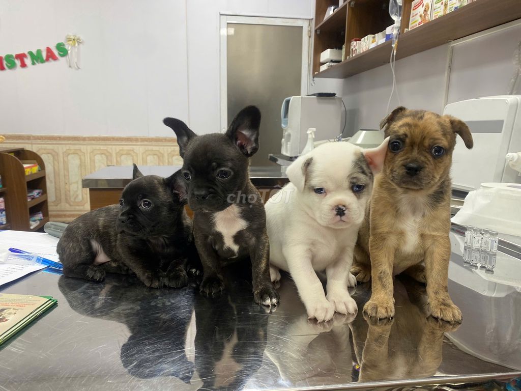 Chó Bull Pháp dưới 3 tháng đã tiêm. Mua bán Chó tại Quận Hoàng Mai Hà Nội được đăng bởi nga lephuong hình 1