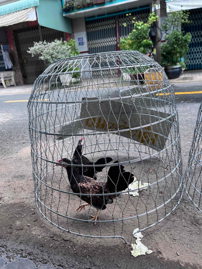 Gà tre giống nhỏ cả hai màu đa dạng. Mua bán Gà tại Thành phố Long Xuyên An Giang được đăng bởi hữu đạt  hình 1