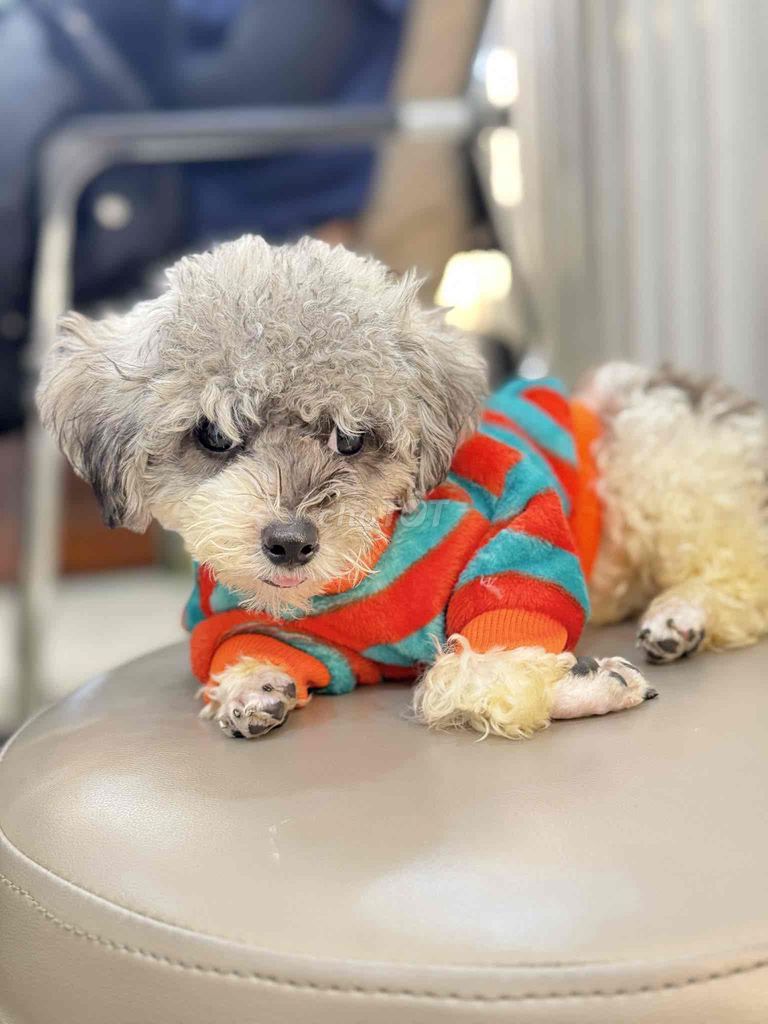 Chó Tini Ticup cái. Mua bán Chó tại Huyện Hoài Đức Hà Nội được đăng bởi Lạc Lạc  hình 1