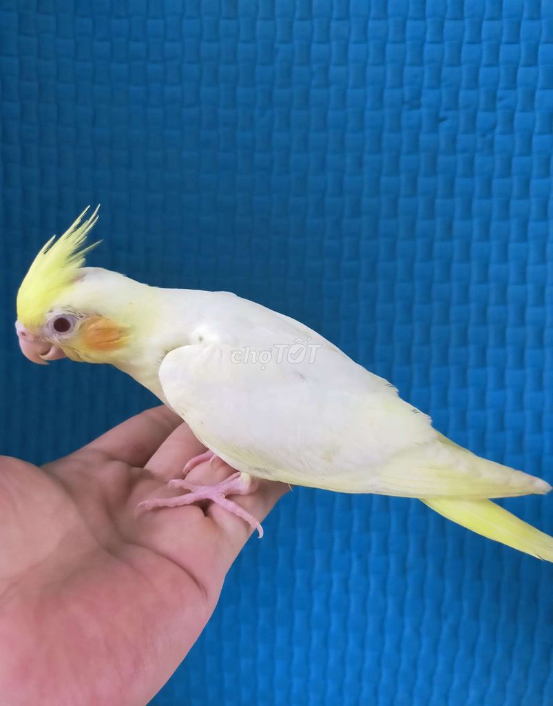 Vẹt cockatiel