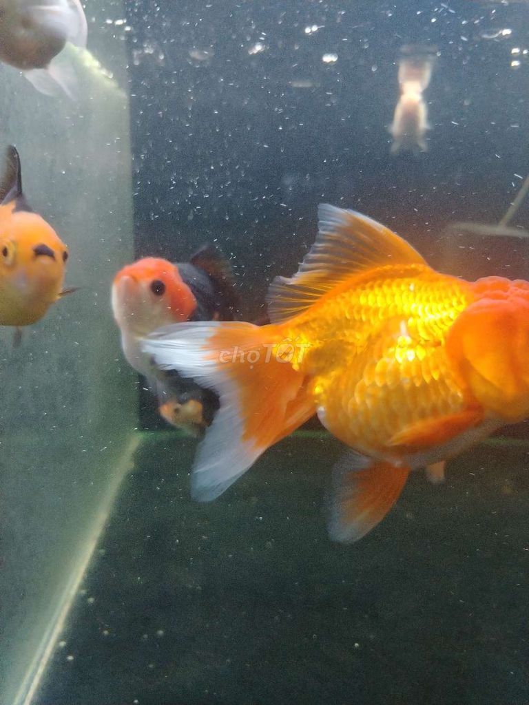 Cá cảnh Oranda nhiều màu 3-4 ngón 7 con. Mua bán Thú cưng khác tại Huyện Phong Điền Cần Thơ được đăng bởi hiếu hình 1