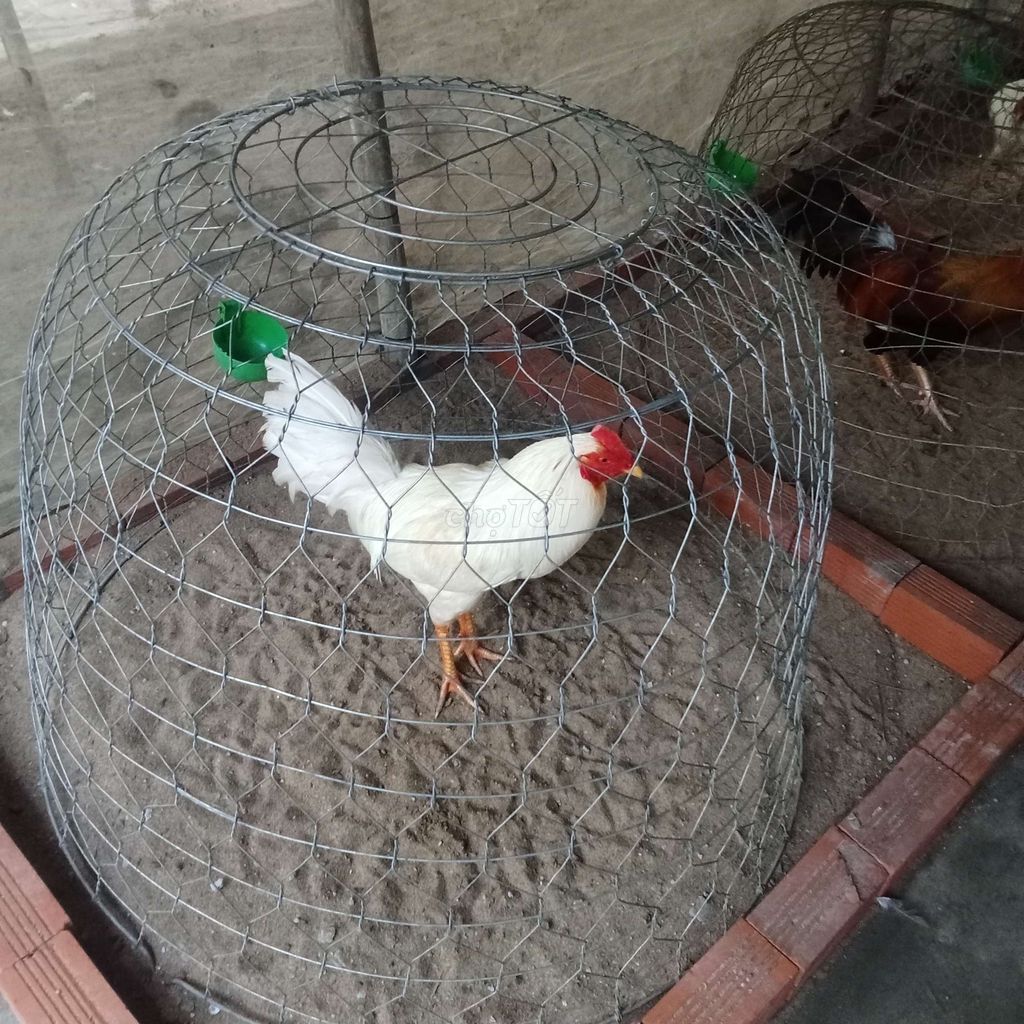 Gà Trắng 2.7kg trở lên. Mua bán Gà tại Huyện Mỏ Cày Nam Bến Tre được đăng bởi Văn Út hình 1