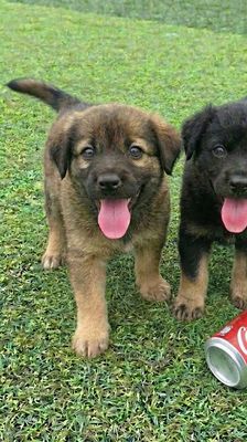 Chó Becgie lai Rotweiler Đực Cái 2 tháng