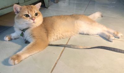 Mèo đực golden ny12 trưởng thành, F1 Khủng Long