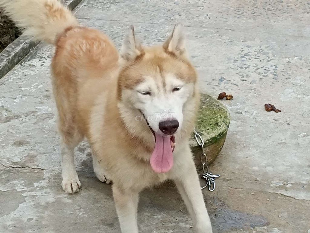 Chó Husky Đực Vàng trắng Hiền queo. Mua bán Chó tại Quận Tân Phú Tp Hồ Chí Minh được đăng bởi Nhân Rottweiler  hình 1