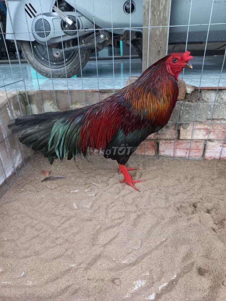 Gà chọi Đỏ đen 3kg lông mới tay tốt. Mua bán Gà tại Huyện Mỏ Cày Bắc Bến Tre được đăng bởi Nhan Le hình 1