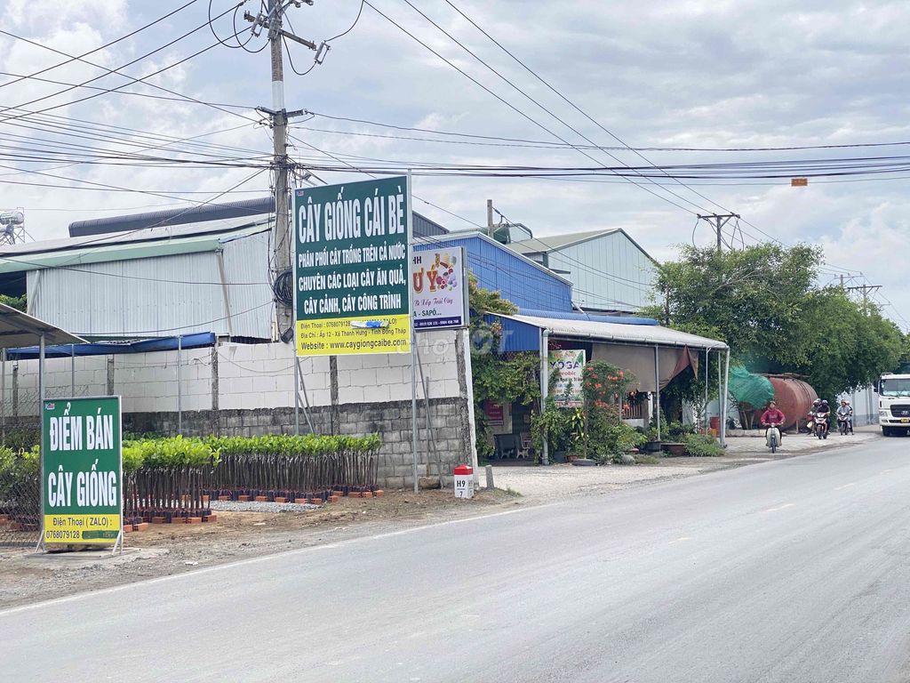 Cây giống Sầu riêng, Mít, Nhãn. Mua bán Cây cảnh, đồ trang trí tại Huyện Cái Bè Tiền Giang được đăng bởi Võ Minh Luân hình 1