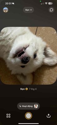 Chó Bắc Kinh lai Nhật - trắng 3 tháng tuổi