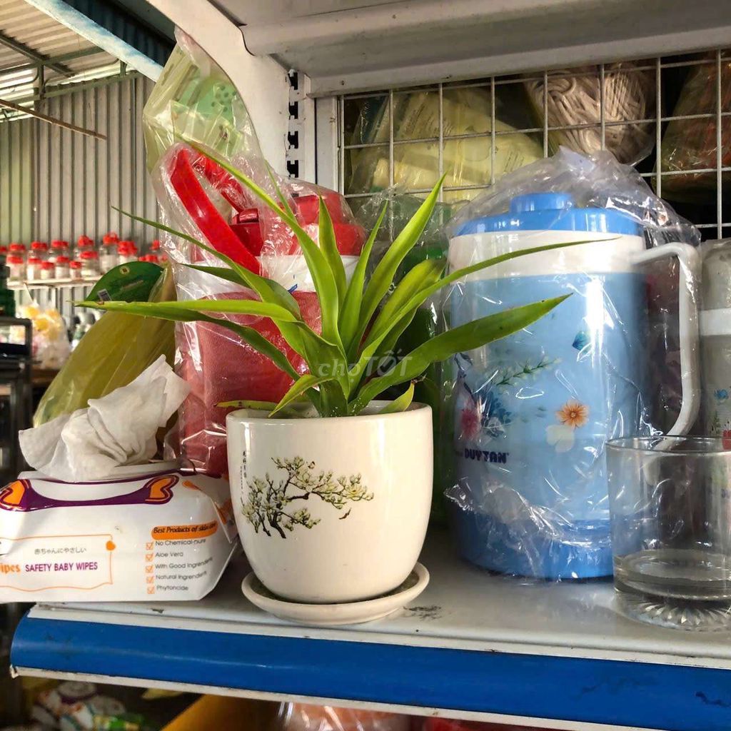 Cây thần tài núi nhỏ màu xanh tốt. Mua bán Cây cảnh, đồ trang trí tại Quận Tân Bình Tp Hồ Chí Minh được đăng bởi GG hình 1