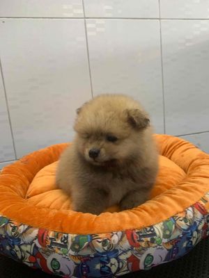 pom mini 1 đực 1 cái siêu đáng iu. Mua bán Chó tại Thành phố Bến Tre Bến Tre được đăng bởi Trần trường sinh