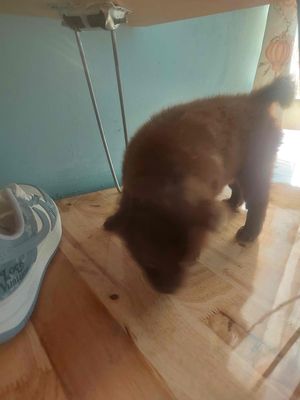 Chó lai Nhật cái 3 tháng