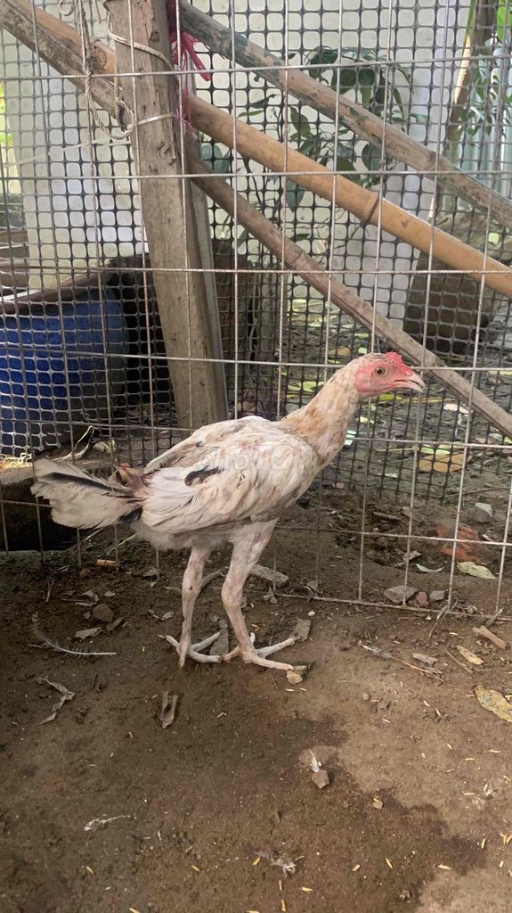 Gà Trống Trắng 1.1kg 5 tháng. Mua bán Gà tại Huyện Bình Chánh Tp Hồ Chí Minh được đăng bởi Phúc Nguyên gà đá tphcm hình 1
