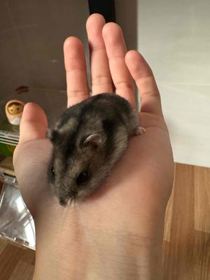 chuột Hamster đen xám