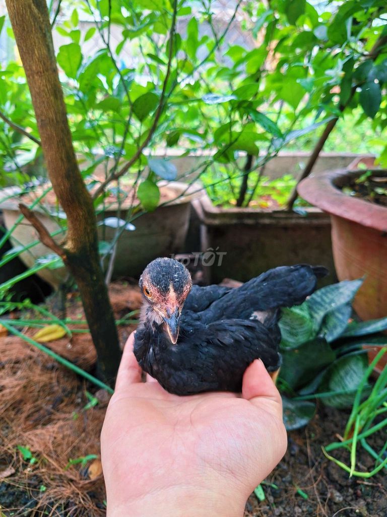 Gà tre mái ô lướt mini 2l2. Mua bán Gà tại Quận Ô Môn Cần Thơ được đăng bởi  Phuc hình 1