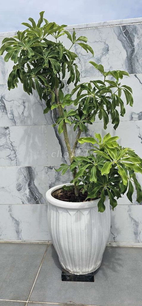 Cây Ngũ gia bì chậu sứ . Mua bán Cây cảnh, đồ trang trí tại Quận 8 Tp Hồ Chí Minh được đăng bởi Thanh lý rẻ hình 1