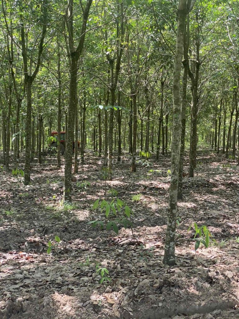 Cần bán 49500m2 cao su đang khai thác suối ngô, Tây Ninh. Mua bán đất tại Huyện Tân Châu Tây Ninh được đăng bởi Tony Hoàng hình 4