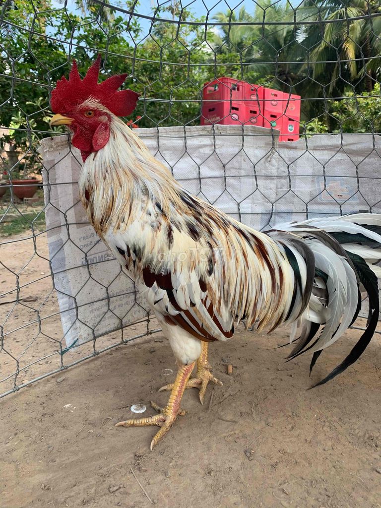 Gà trống 3kg khỏe mạnh. Mua bán Gà tại Huyện Càng Long Trà Vinh được đăng bởi ba chà cú hình 1