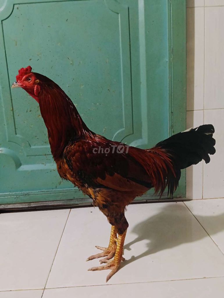 Điều vàng đuôi lao 2k850 tay tốt