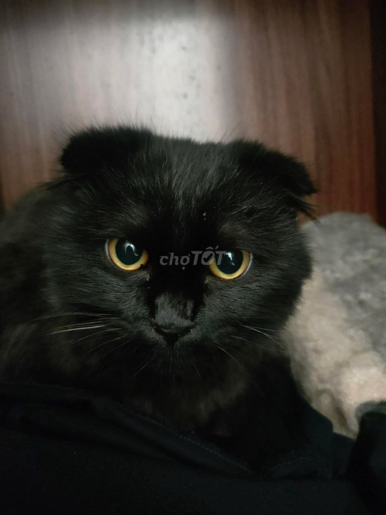 Mèo Anh lông dài Đen đã tiêm. Mua bán Mèo tại Quận Thanh Xuân Hà Nội được đăng bởi Tên chưa cung cấp hình 1
