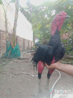 Gà tơ cho a e nào cần. Mua bán Gà tại Huyện Bàu Bàng Bình Dương được đăng bởi Thịnh Long Mạch