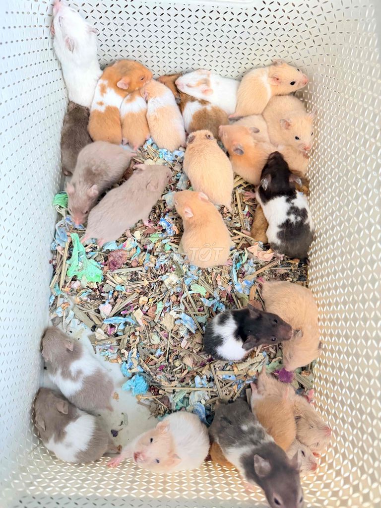 Chuột Hamster Bear và Winter White Nhiều màu. Mua bán Thú cưng khác tại Quận 8 Tp Hồ Chí Minh được đăng bởi Nguyễn Phương Trinh hình 1