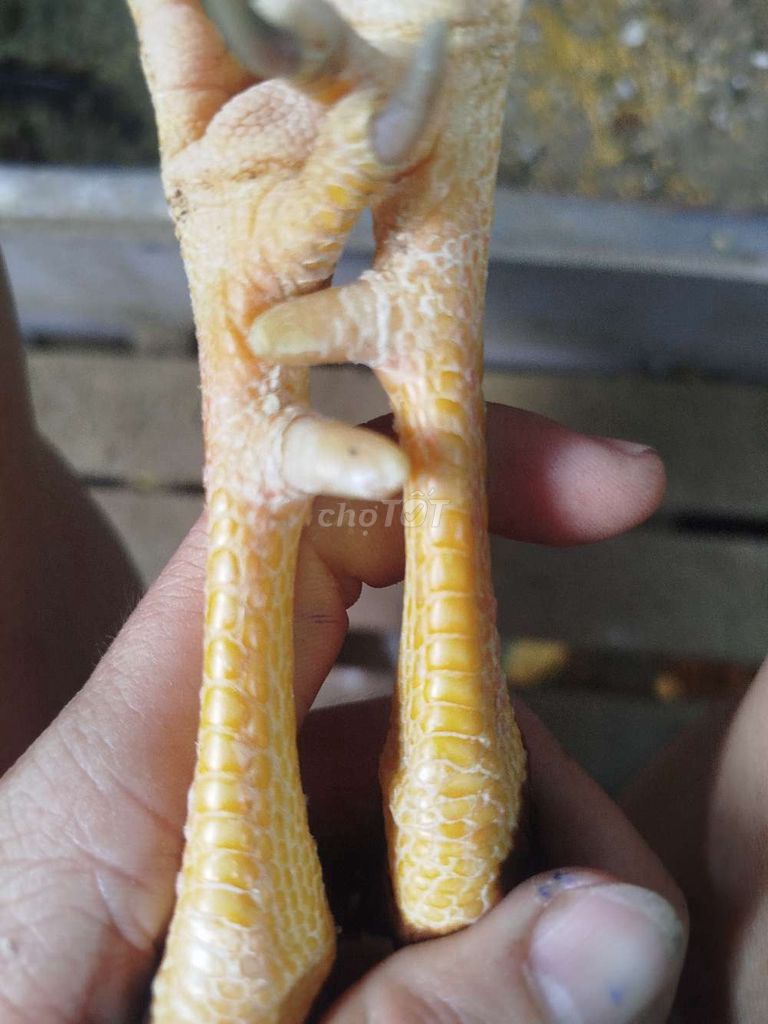 Gà tre khéc mỹ Sweater. Mua bán Gà tại Huyện Chợ Mới An Giang được đăng bởi CH Thú Y Hồng Đạt hình 5