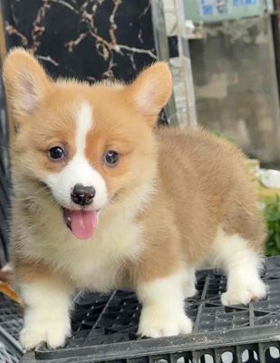 Cogri Bảo hành 1Tuần 1đền 1. Mua bán Chó tại Huyện Bình Chánh Tp Hồ Chí Minh được đăng bởi Nguyễn Dung