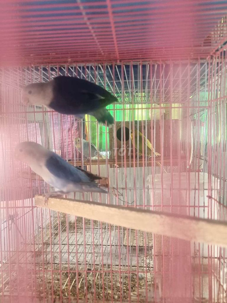 LOVEBIRD ĐÚT BỘT 500K 1 BÉ