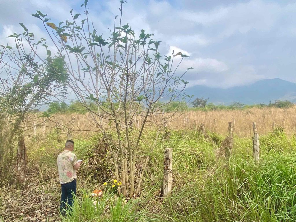 Đất ngay khu dân cư 1000m khu farm thanh long hoa giấy. Mua bán đất tại Huyện Hàm Thuận Nam Bình Thuận được đăng bởi Nguyễn Anh Sang hình 2