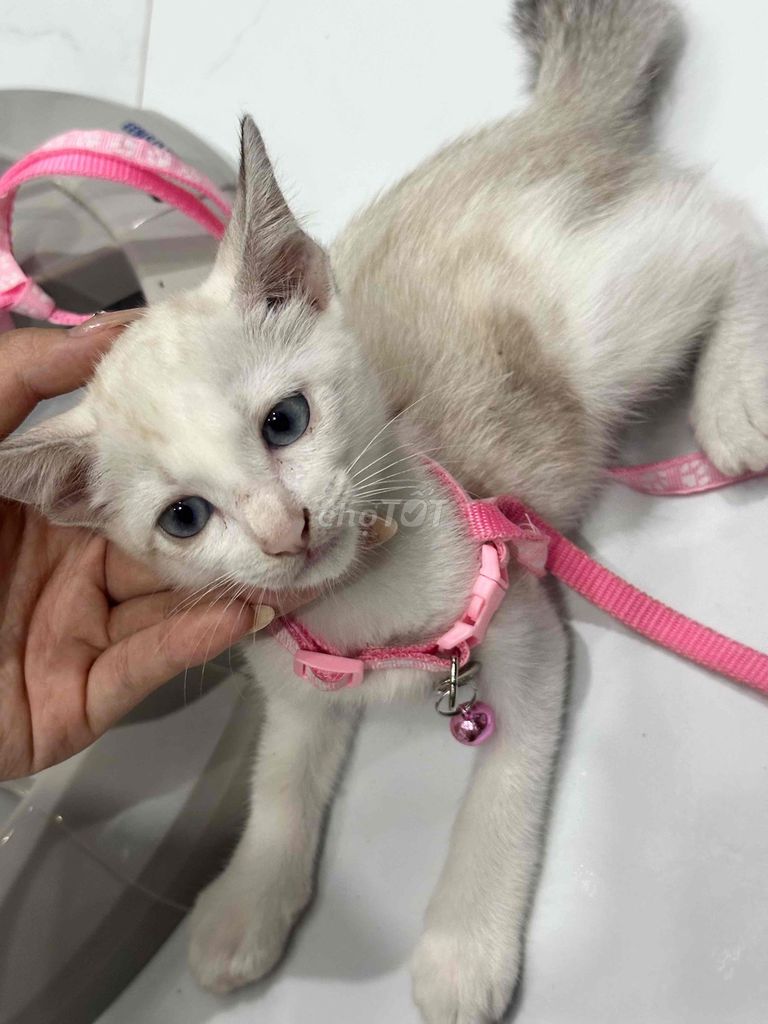 Mèo Anh. Mua bán Mèo tại Quận Bình Tân Tp Hồ Chí Minh được đăng bởi Huỳnh Như hình 1