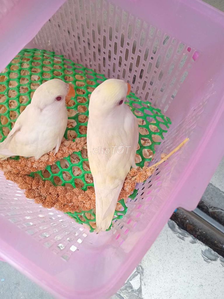 Chim Lovebird Kem Mắt đỏ 1 tháng. Mua bán Chim tại Quận Bình Thạnh Tp Hồ Chí Minh được đăng bởi luan Nguyen  hình 1