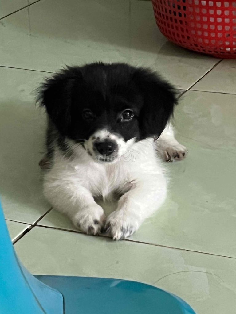 Chó Nhật Đực Đen Trắng 3 tháng. Mua bán Chó tại Huyện Bình Chánh Tp Hồ Chí Minh được đăng bởi Tên chưa cung cấp hình 1