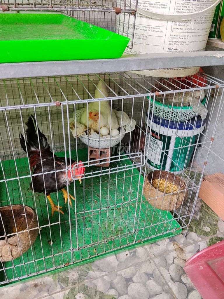 Gà tre Bắc dòng cộc trống bông điều đỏ 4 lạng. Mua bán Gà tại Huyện Đức Hòa Long An được đăng bởi Hưng Nguyễn hình 1