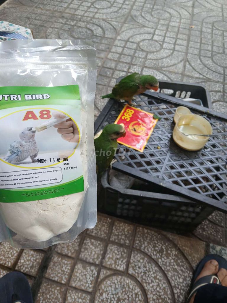 Chim két tại Tân Bình - Sài Gòn!. Mua bán Chim tại Quận Tân Bình Tp Hồ Chí Minh được đăng bởi Thái Huy Hòa hình 1