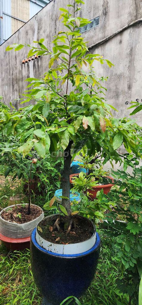 Làm nhà chia sẻ anh em đam mê mai chậu chơi tết và