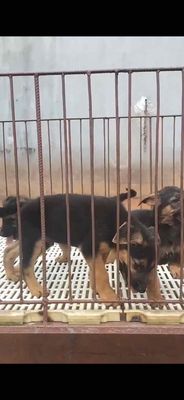 Chó Becgie Đức 65 ngày đã tiêm phòng