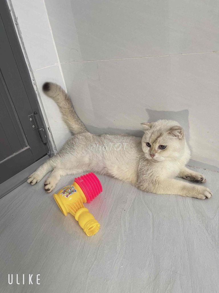 mèo golden tìm nhà mới. Mua bán Mèo tại Huyện Châu Thành Long An được đăng bởi Yến Nhi  hình 1