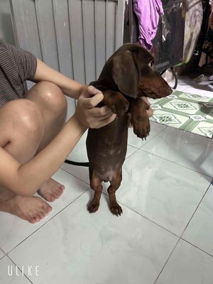 Chó Lạp xưởng Socola 4 tháng tuổi