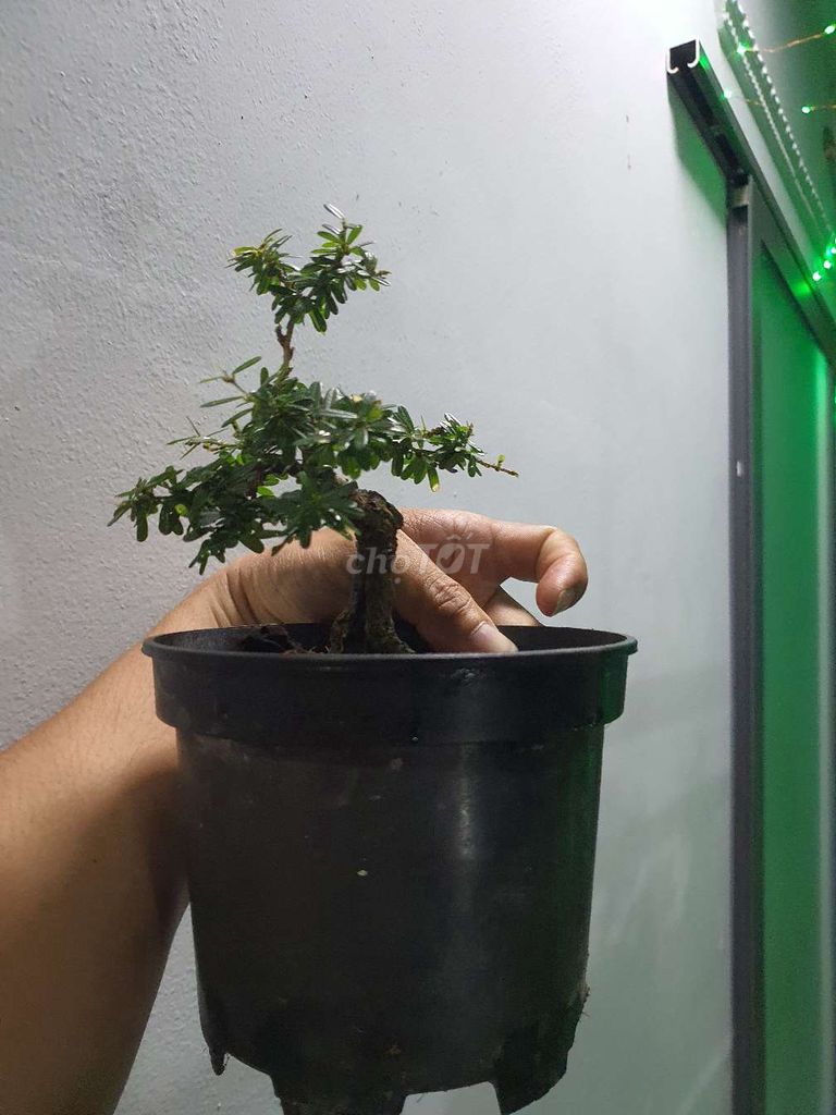 Bonsai mini Linh sam 86