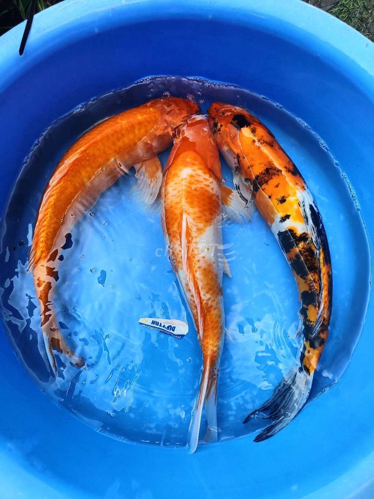 Cá Koi F1 thành lý sezi 40-45cm ffom to. Mua bán Thú cưng khác tại Quận Bình Tân Tp Hồ Chí Minh được đăng bởi trân phúc hình 1