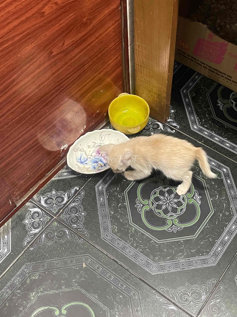 mèo nhà đẻ. Mua bán Mèo tại Thành phố Bắc Ninh Bắc Ninh được đăng bởi hiendo hình 3