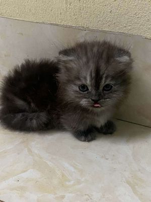Mèo Munchkin Cái Cụp Lùn Tịt 2 tháng tuổi