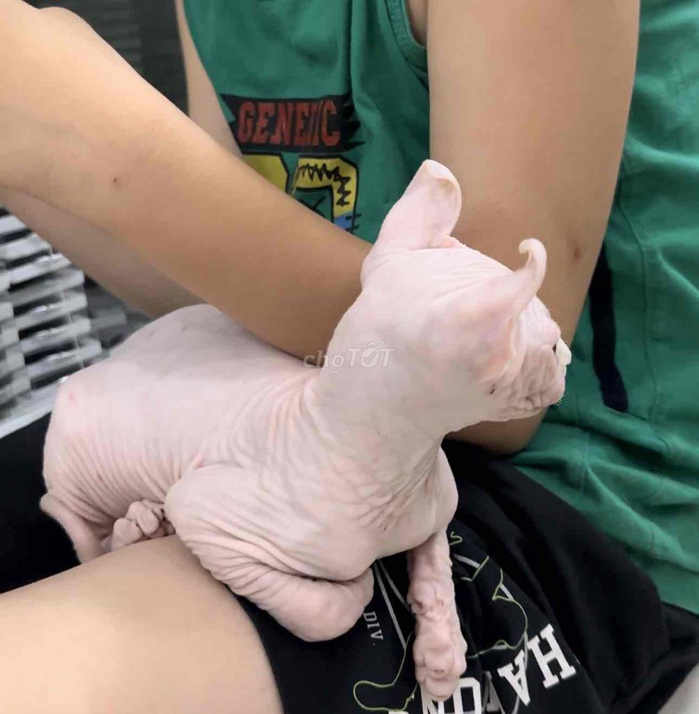 Mình cần tìm chủ cho bé mèo không lông