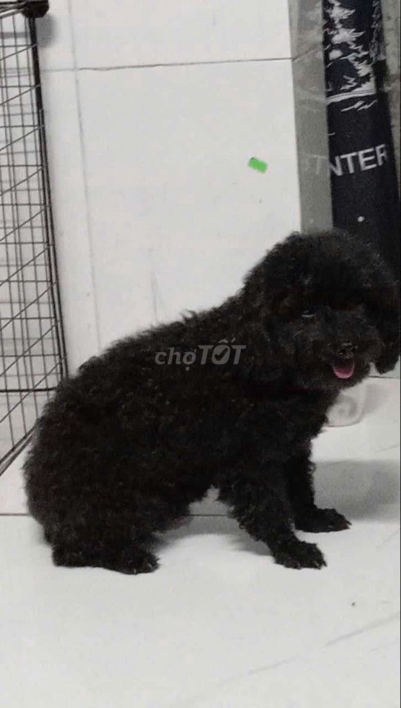 Bé gái poodle 7 tháng kím bame tết còn bớt nha