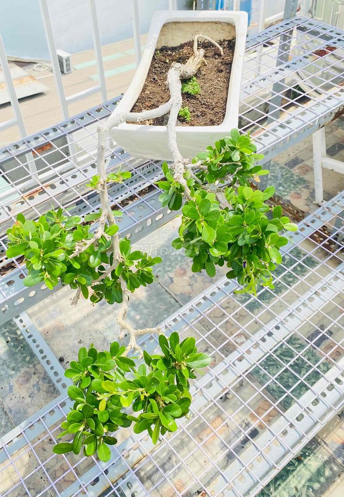 Cây Sam Núi Bông Tím Nghệ Thuật, Bonsai Thác Nước. Mua bán Cây cảnh, đồ trang trí tại Quận Tân Phú Tp Hồ Chí Minh được đăng bởi Nguyễn Hoàng hình 1
