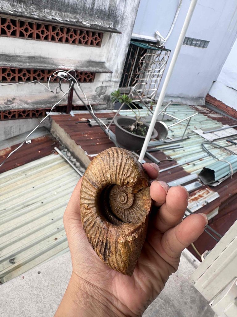 Hóa thạch AMMONITE TỰ NHIÊN. Mua bán Đồ sưu tầm, đồ cổ tại Quận Bình Thạnh Tp Hồ Chí Minh được đăng bởi Dương Quang Nhật hình 1